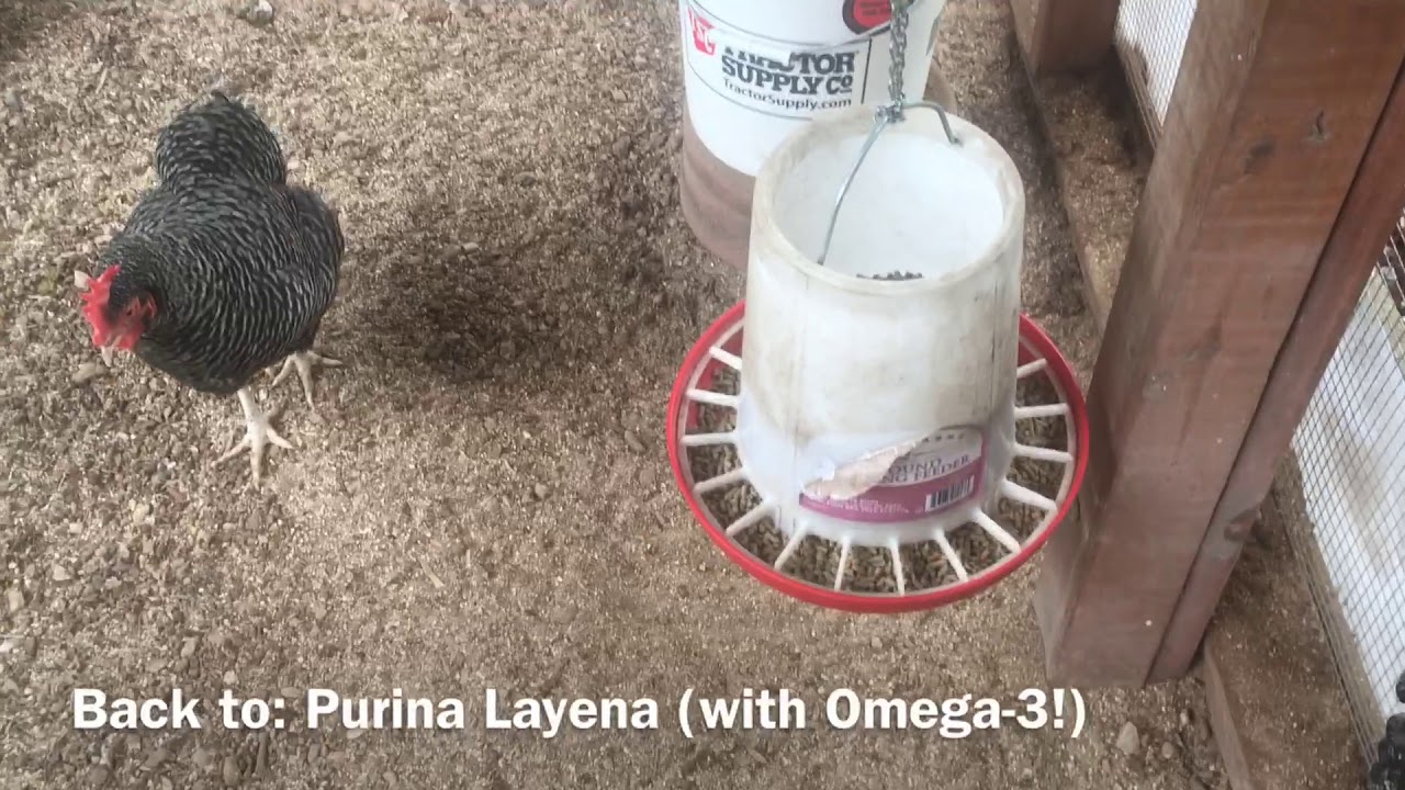 Soft Shelled Chicken Eggs - What Happens and How to Help