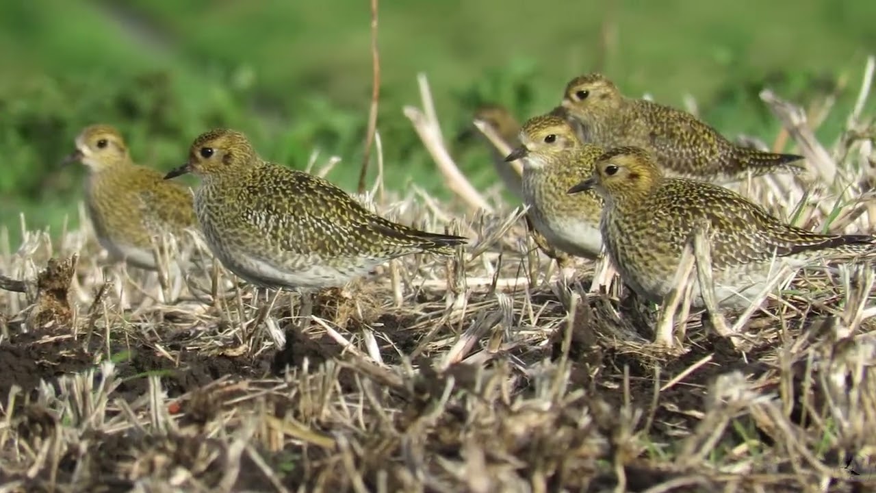 Suances y su fauna: Aves marinas y cetáceos en Punta Ballota                      Suances, Cantabria