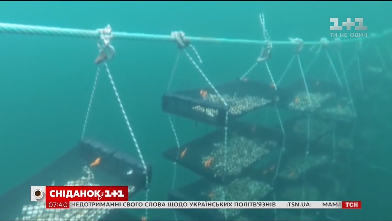 Мой путеводитель. Коблево - Тилигульский лиман и местный винзавод