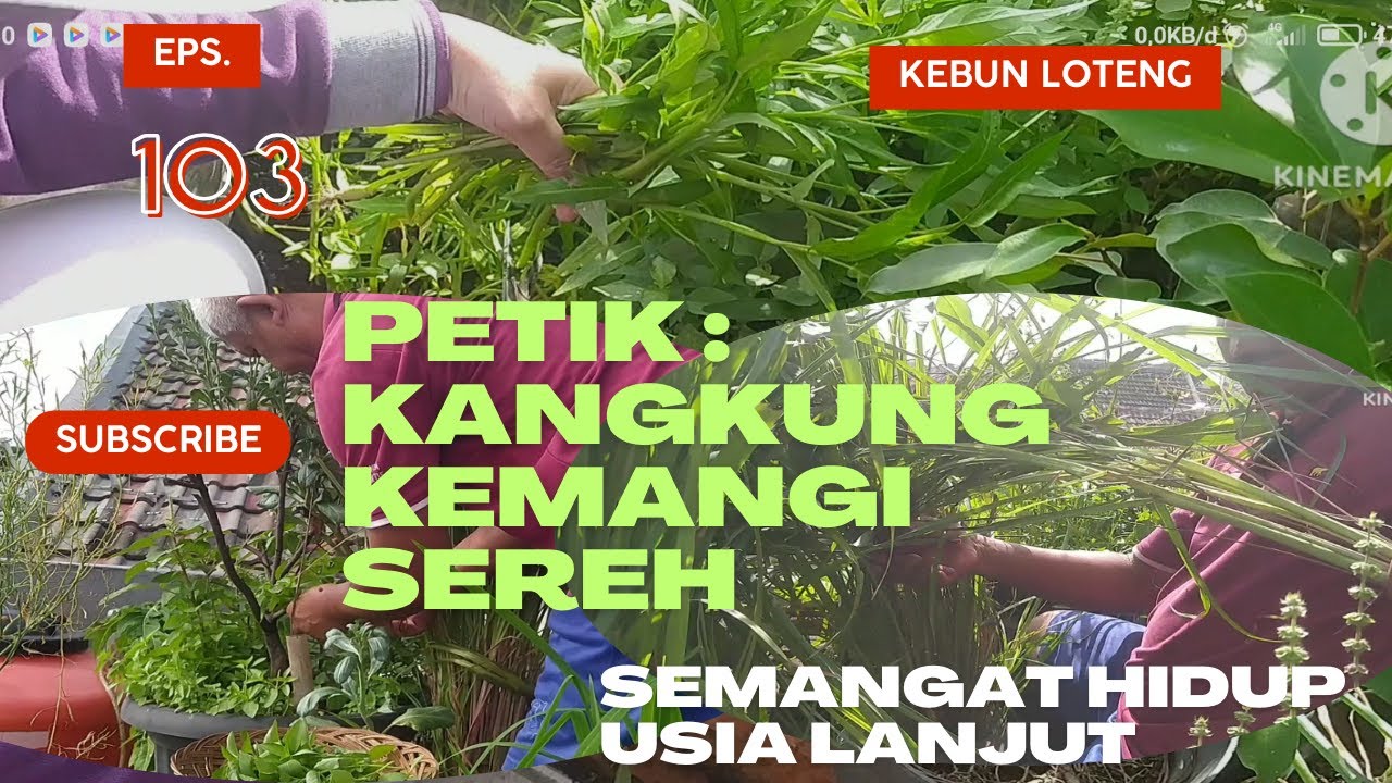 Eps.103: Kebun Loteng; Petik Kangkung Kemangi Sereh; Semangat Hidup Usia Lanjut