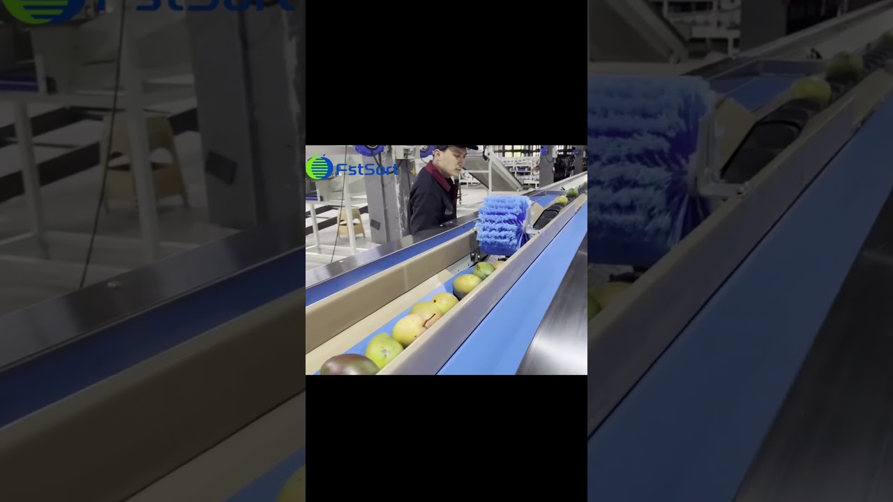 Mango washing grading machine