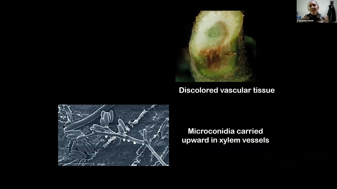 Fusarium wilt and other soilborne pathogens: Management for organic growers