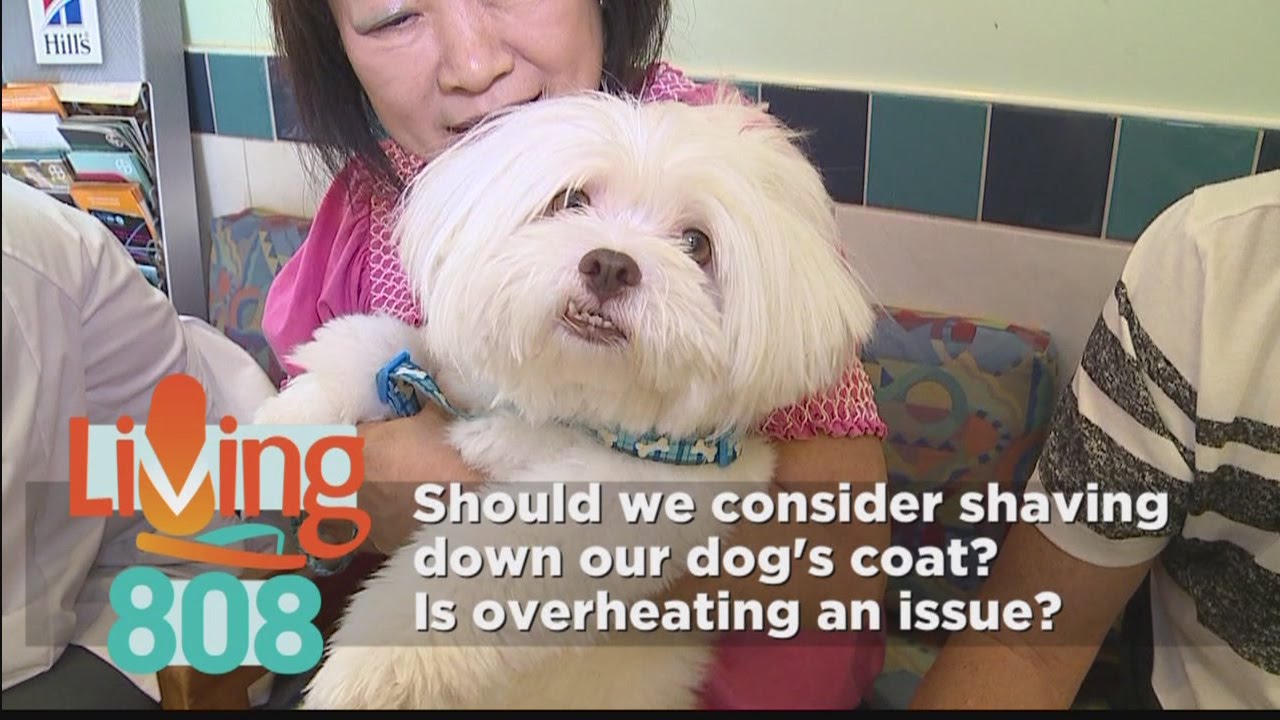 Animal Kingdom: Pet Questions and Answers
