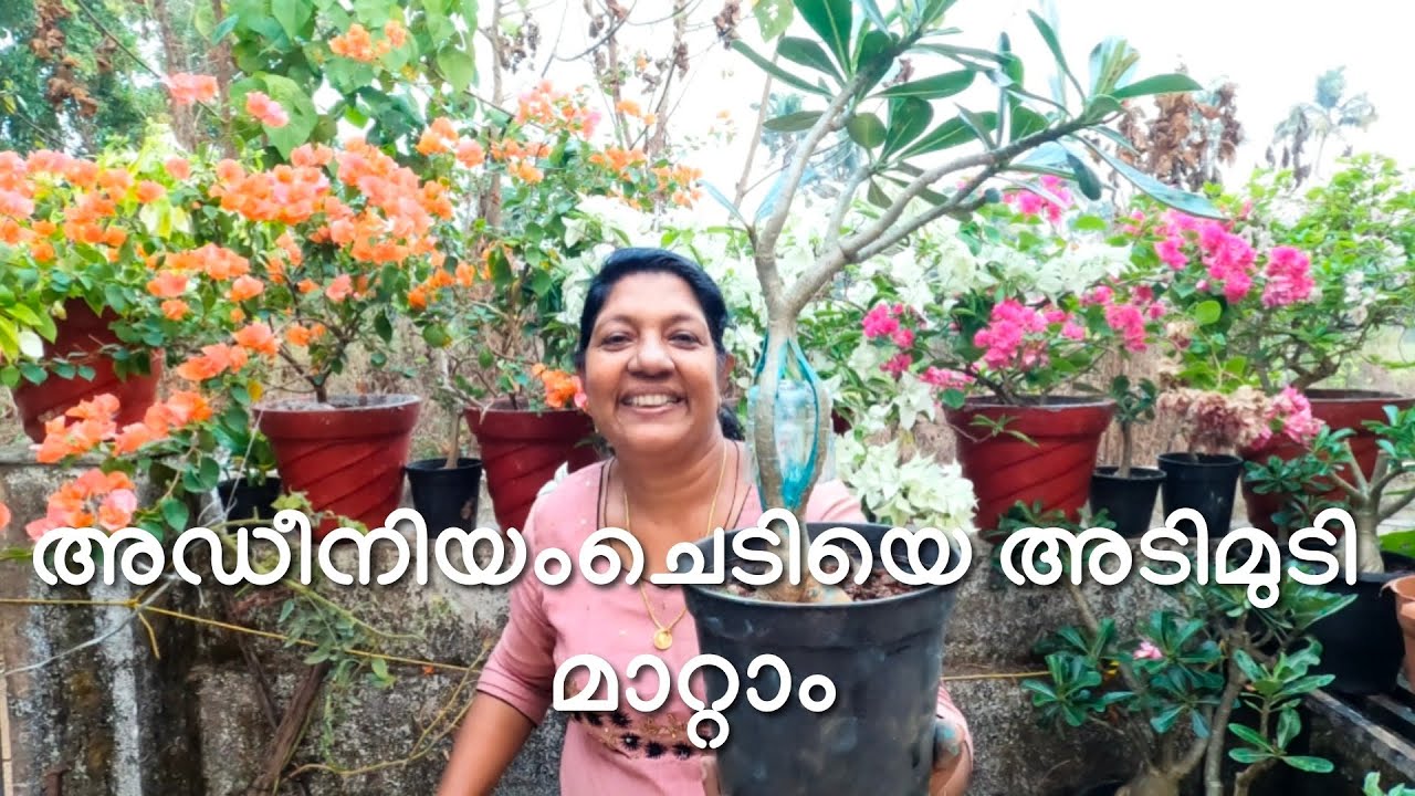 അഡീനിയംചെടിയെ അടിമുടി മാറ്റാം 