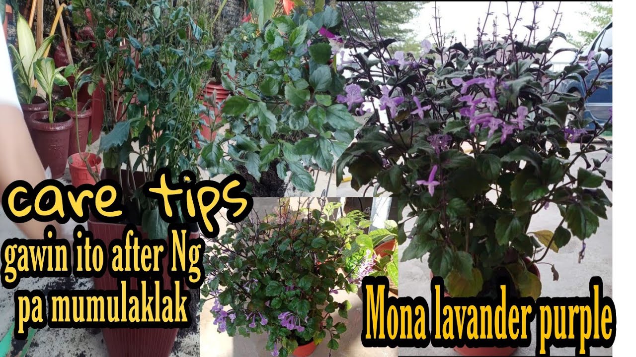 MONA LAVANDER CARE TIPS' GANITO GINAWA KO AFTER MAMULAKLAK-CEF JOURNEY
