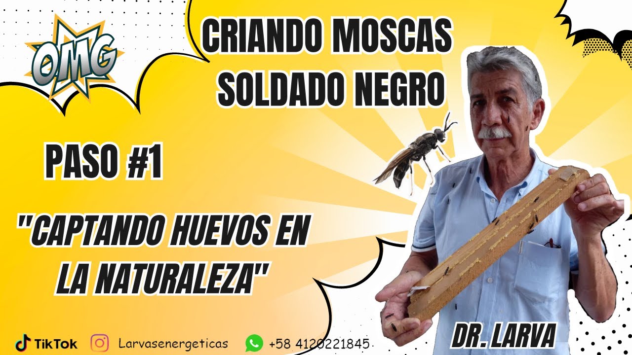 Criando Moscas Soldado Negro por Dr. Larva