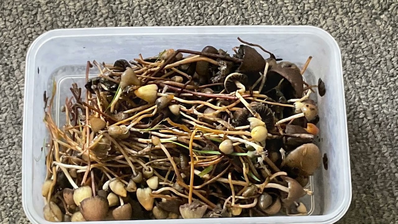 Liberty Caps