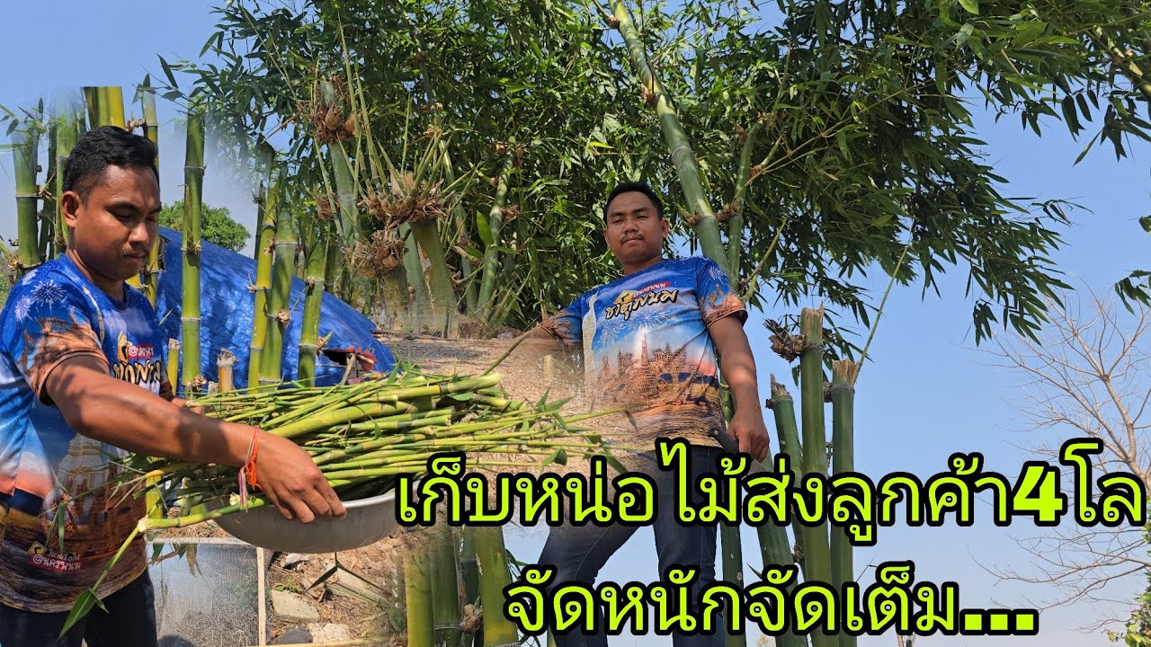 เก็บหน่อไม้ส่งลูกค้าจัดไป4โลเลี้ยงส่งลูก8ขอบคุณผู้ใหญ่ใจดี