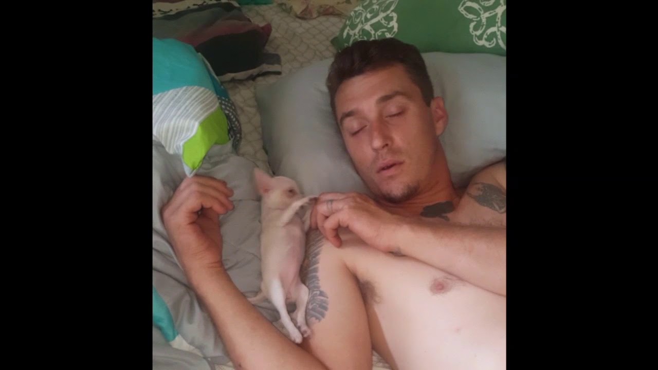Silly Teacup Chihuahua puppy must watch to end so cute .