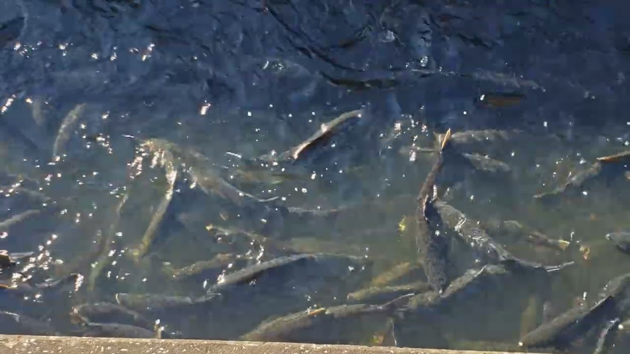 #upstateny Salmon spawning season 10/20/24