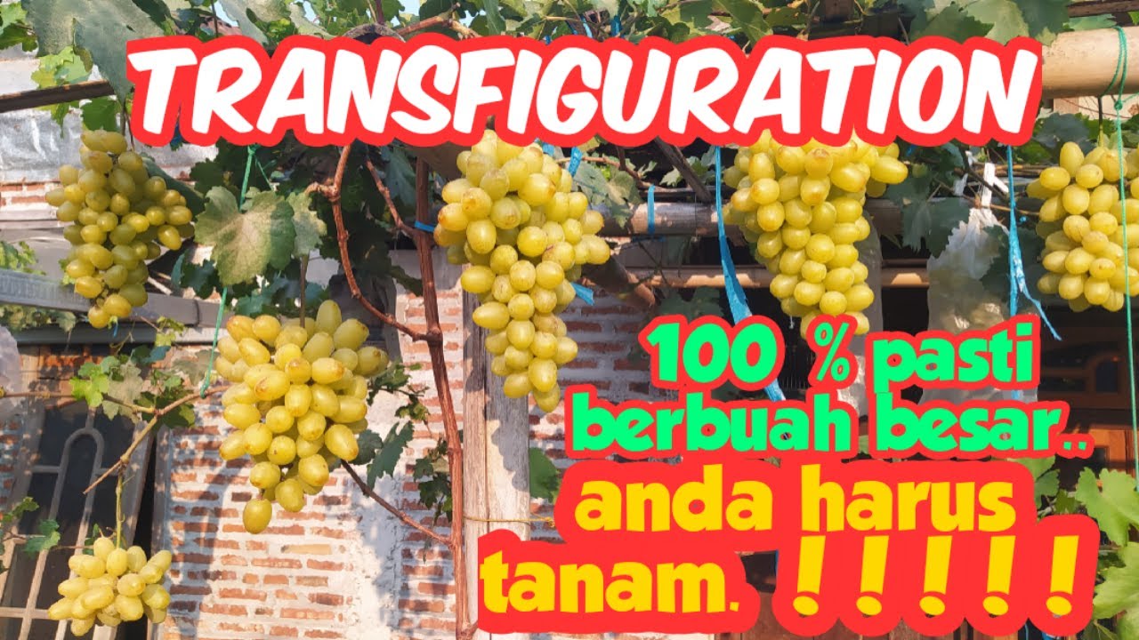 Anggur transfiguration ... Anggur besar paling mudah di buahkan