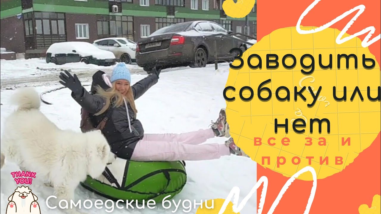 Стоит ли тебе заводить самоедскую собаку, подумай хорошо