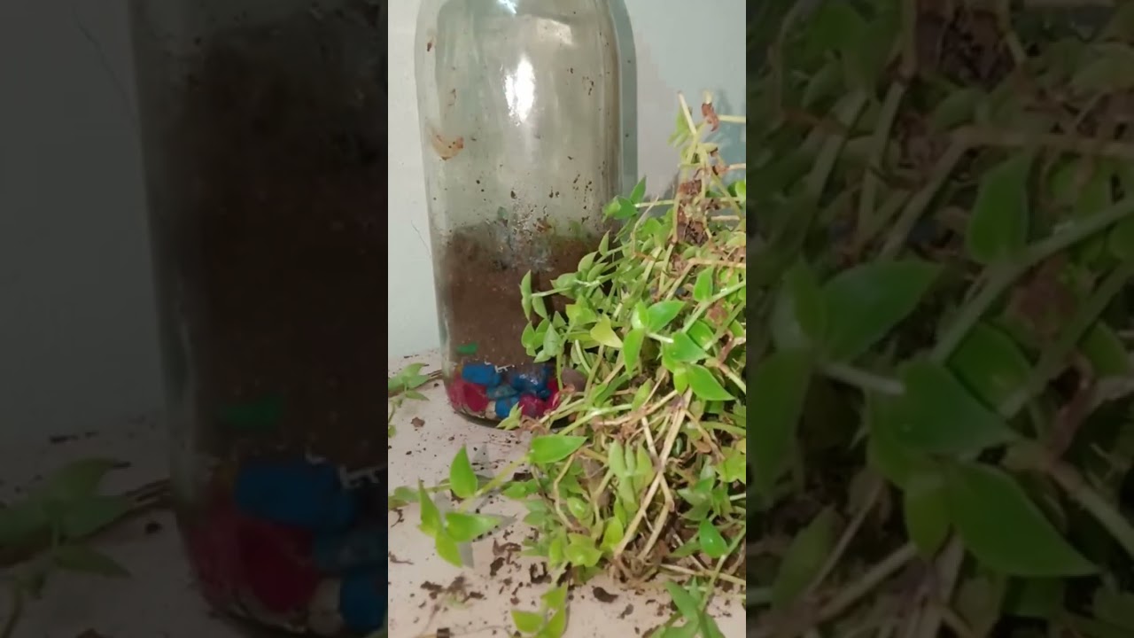 making a bioactive terrarium