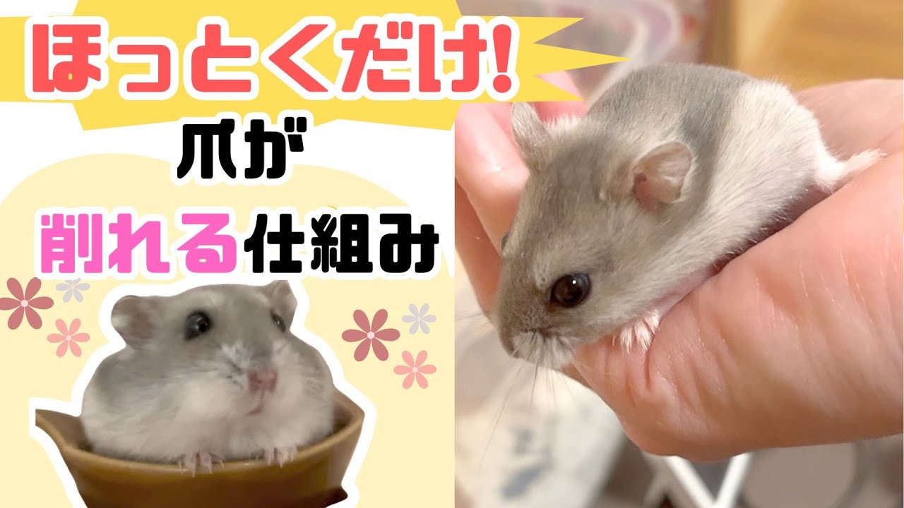 爪切りが怖い飼い主さん必見｜ハムスターの爪ケア完全ガイド