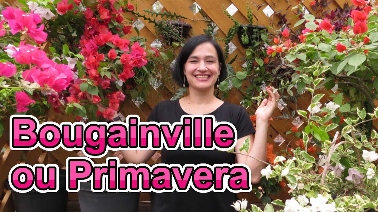 Bougainville ou Primavera! Conheça essa linda trepadeira arbustiva!