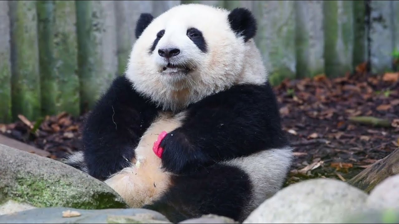 和花榨汁式吃苹果😄 HeHua eating apple like juicing apple | Panda HeHua【大熊猫和花】