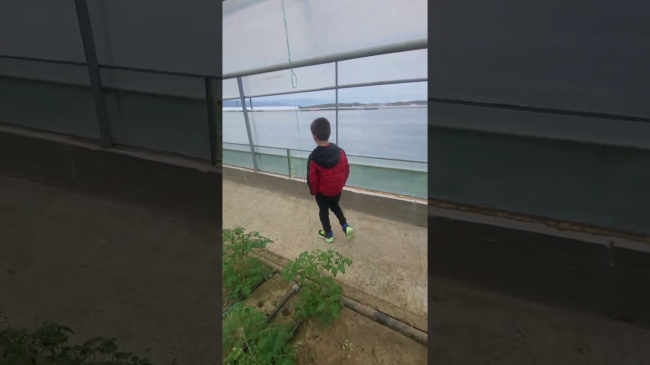 Морано на Хидропоника VS Морано на почва..! 