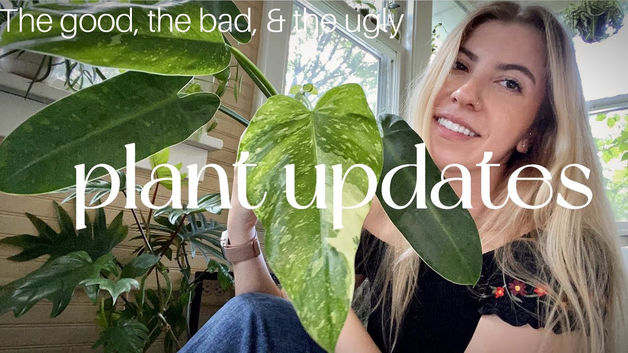 How are my plants doing? | All my plants - UPDATES! | Aroids - philodendron, anthurium, and more