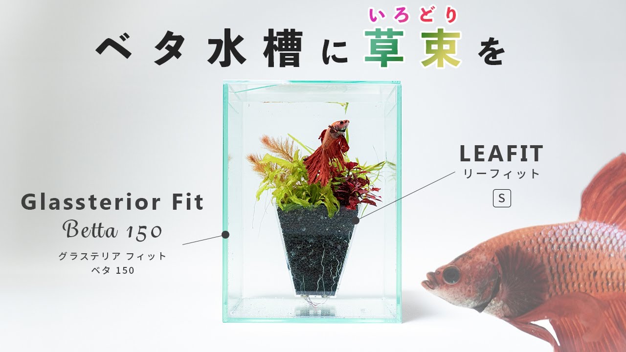 【アクアリウム新商品】ベタ飼育専用水槽と着脱可能な水草ポット『グラステリアフィット ベタ 150』『リーフィット』を紹介！