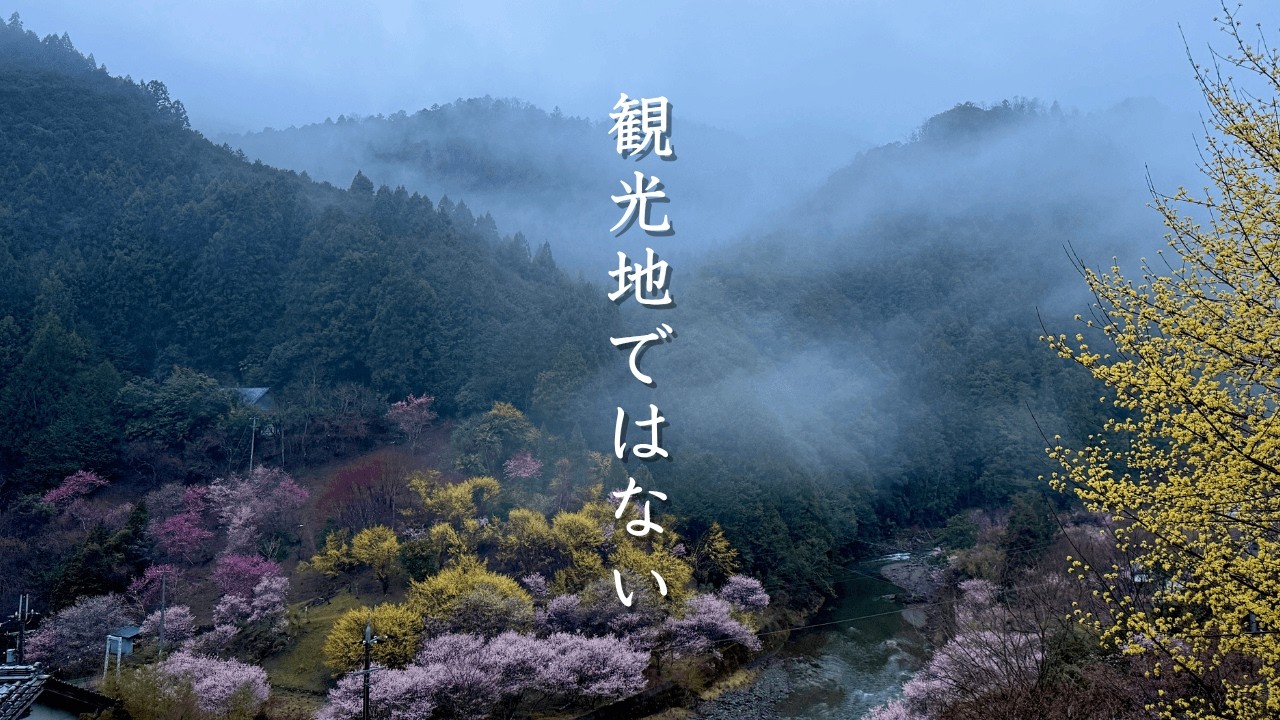 観光地ではない場所にあった、本当の桃源郷｜奈良の山あいの春