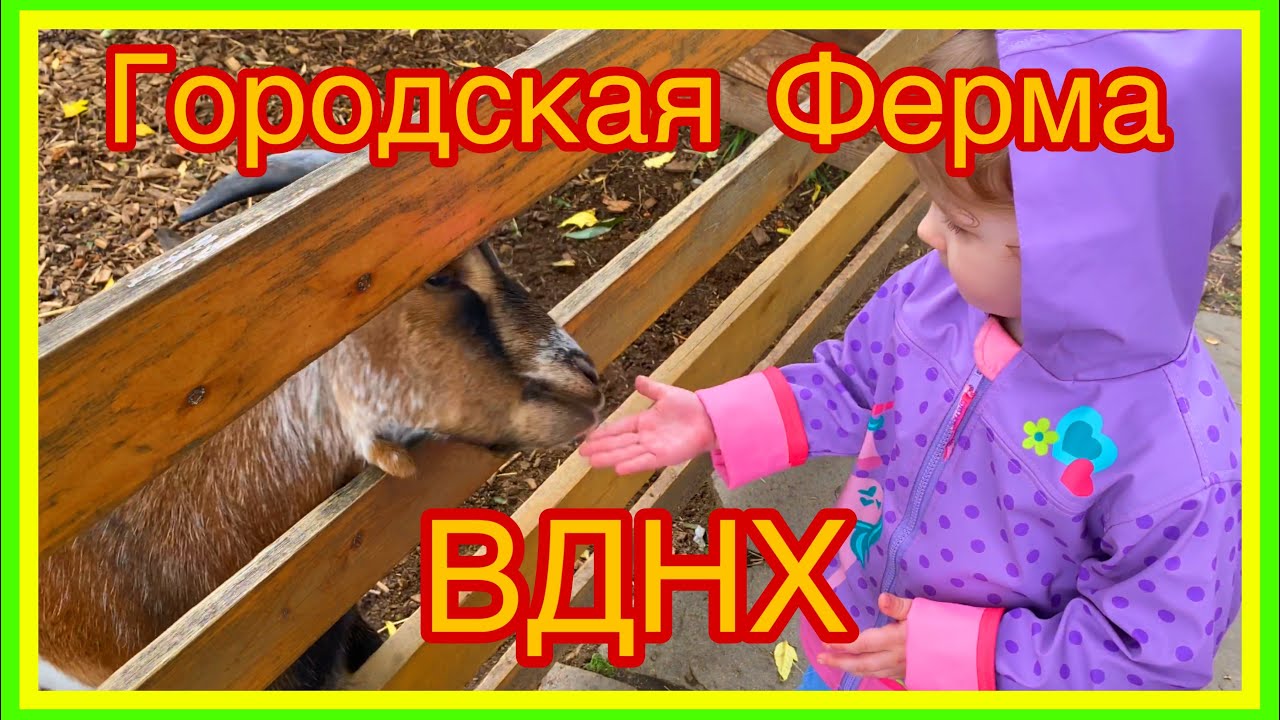 Городская ферма ВДНХ. Контактный зоопарк. Гладим и кормим животных.
