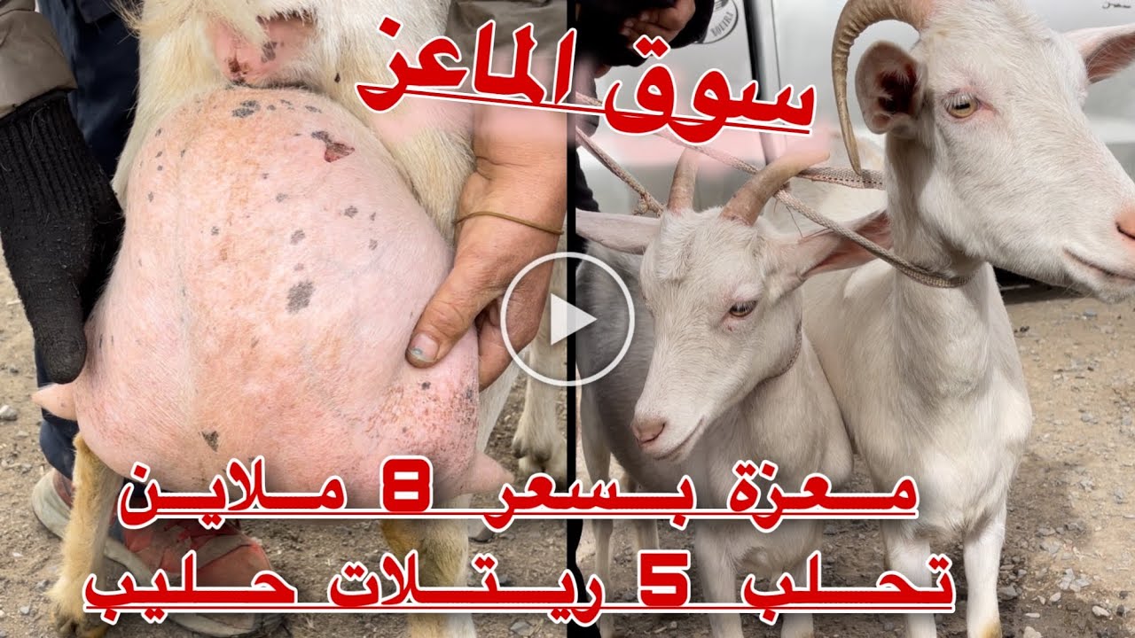 معزة على ميلاد تحطم الرقم القياسي 8 ملاين والله يربح تحلب 5 ليترات من الحليب مباشر سوق الماعز البلدي