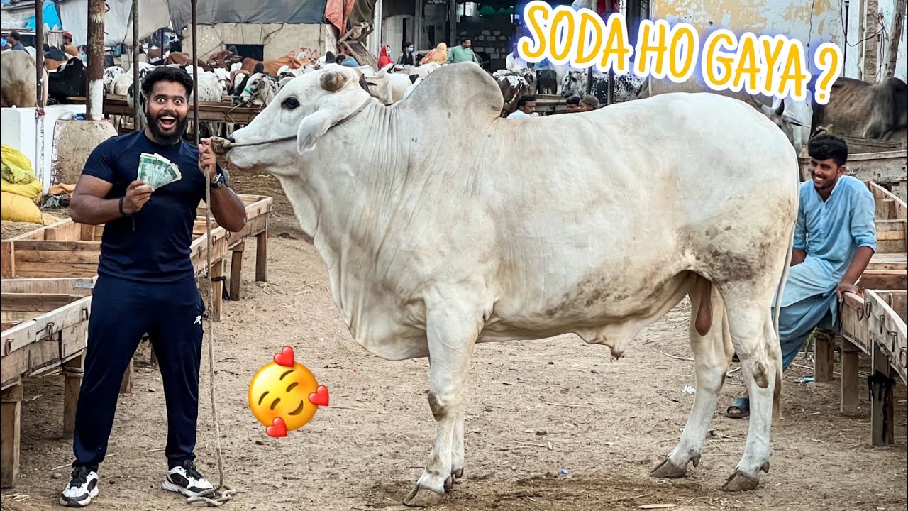 ALHAMDULILLAH 8 LAKH KA JANWAR PASAND AA GAYA🥰 | SODA HO GAYA ? | BHAINS COLONY COW MANDI |