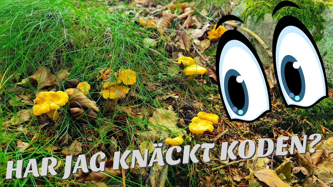 JAG HAR TAPPAT BORT BILEN I SKOGEN!