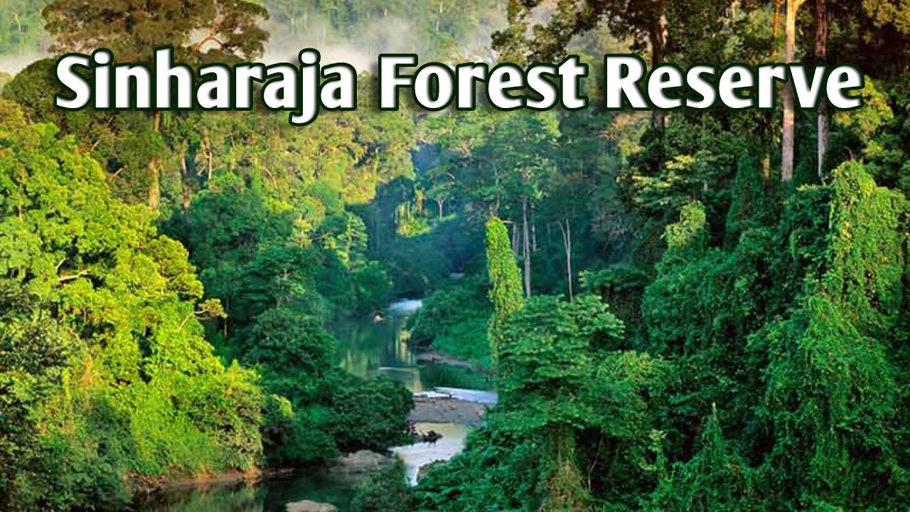 Sinharaja Forest Reserve | This Forest Is a Forest Reserve And a Biodiversity Hotspot In Sri Lank |