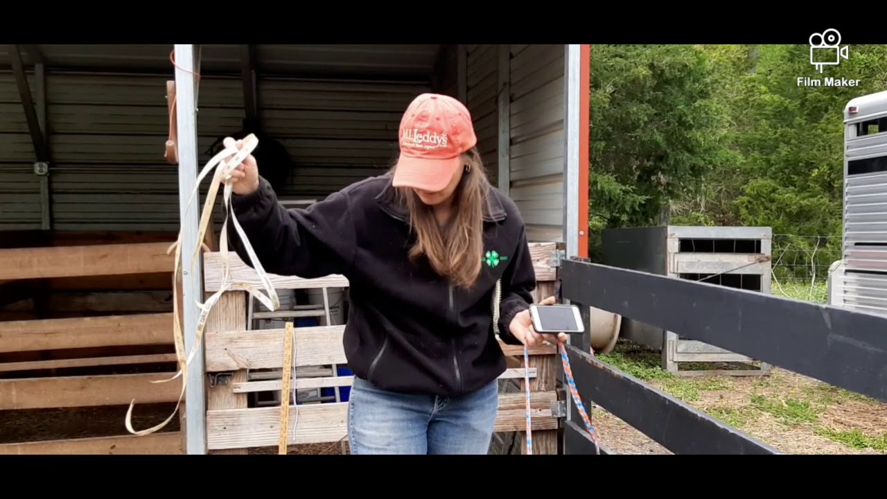 Weighing sheep and goats 4H projects! Weight Tape Sheep and Goats