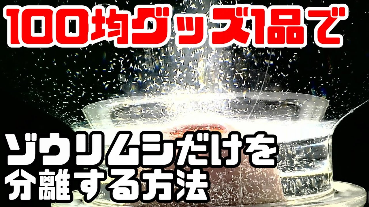 (マル秘)ゾウリムシを100均グッズのみで完全分離する方法