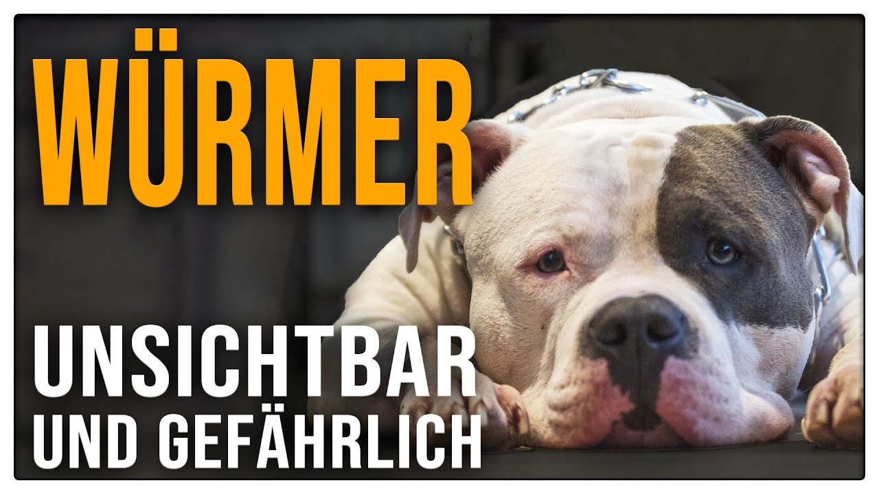 Hunde entwurmen - gefährlich oder nicht? Wie wichtig Entwurmung für deinen Hund ist - TGH 464