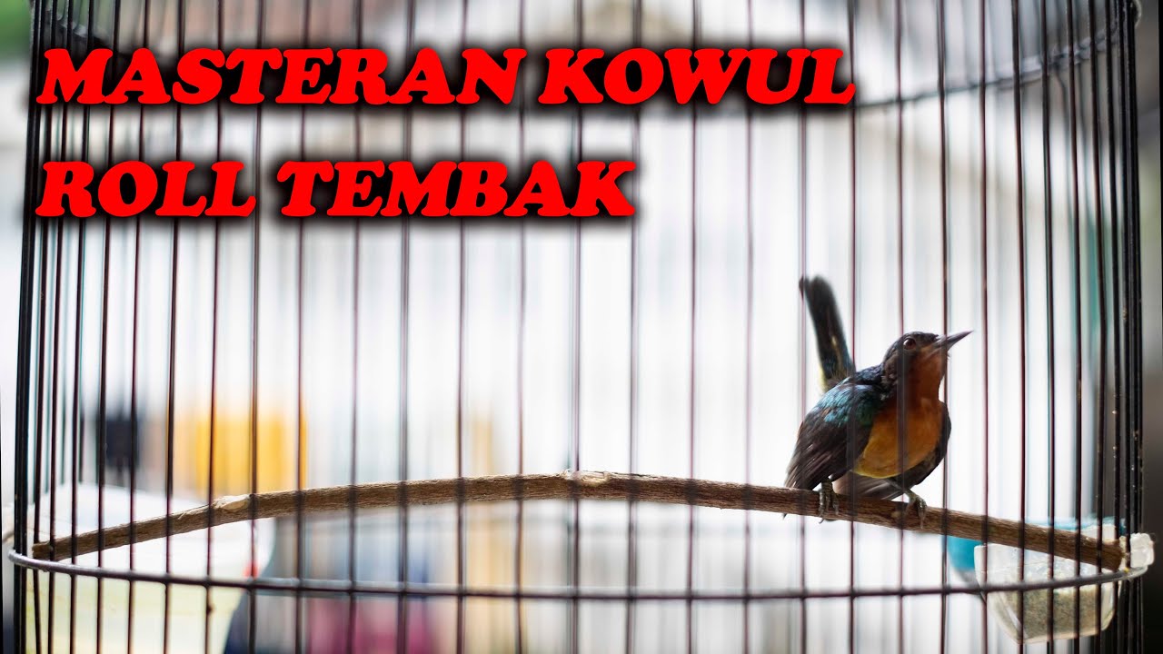 MASTERAN KOLIBRI WULUNG ROLL TEMBAK
