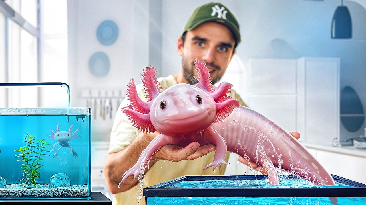 Mes axolotl deviennent énormes ! (et c'est pas fini)