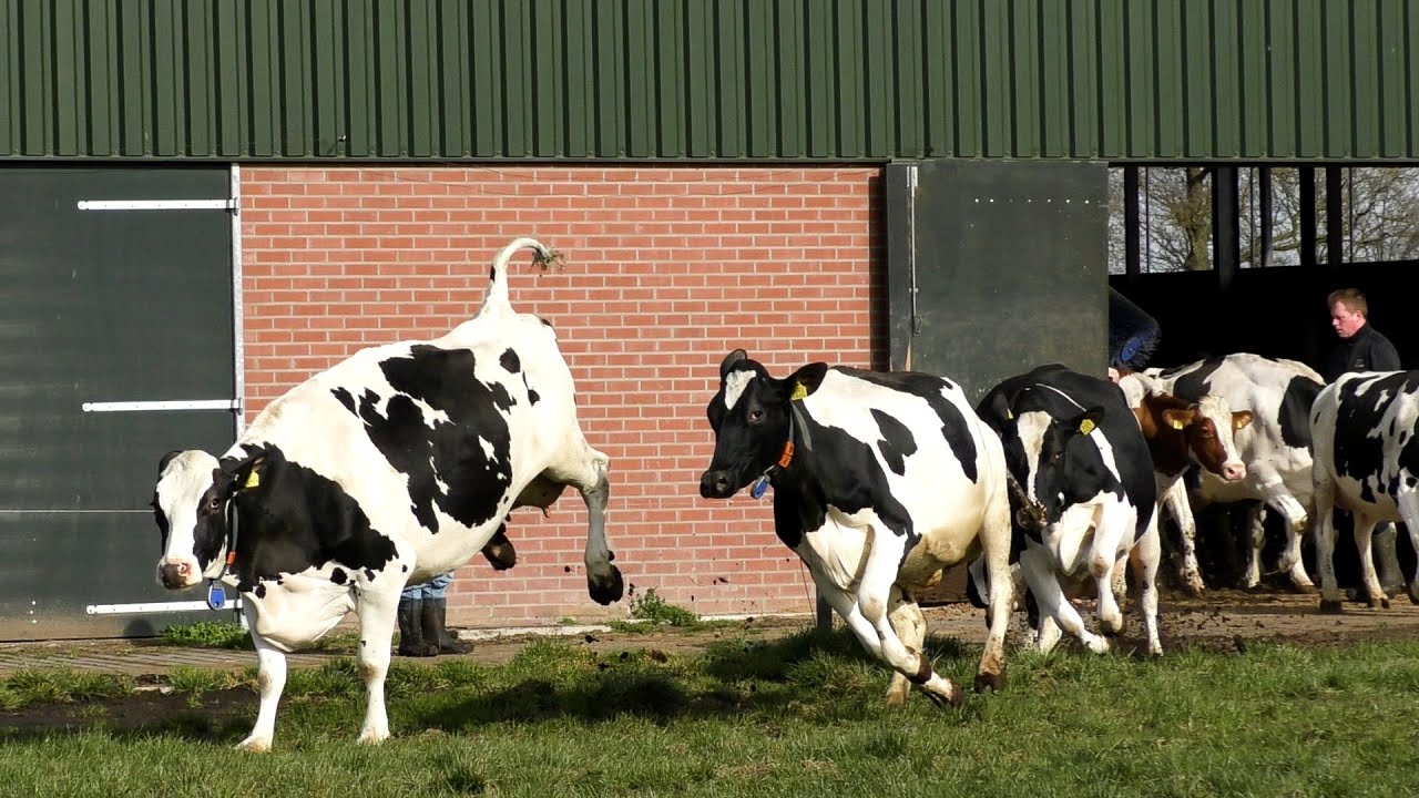 Het is lente! Weidegang: koeien weer naar buiten. Koeiendans!