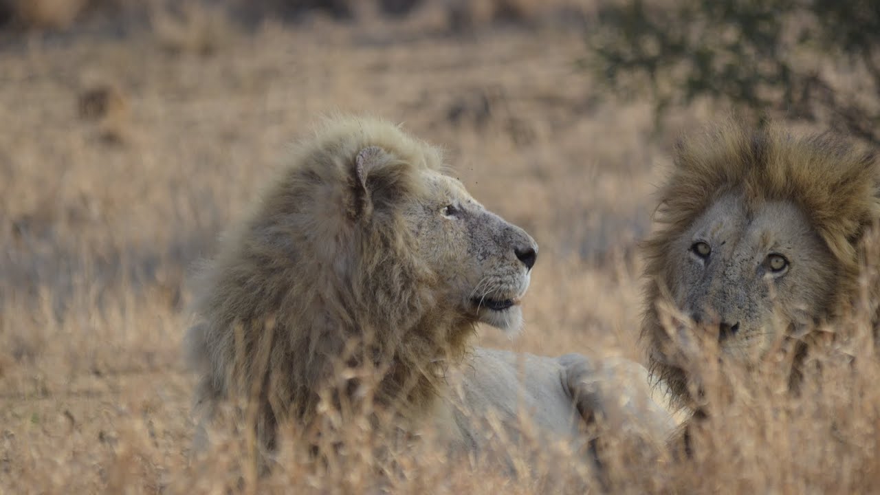 Kruger National Park Satara to Pretoriuskop - Casper the white lion