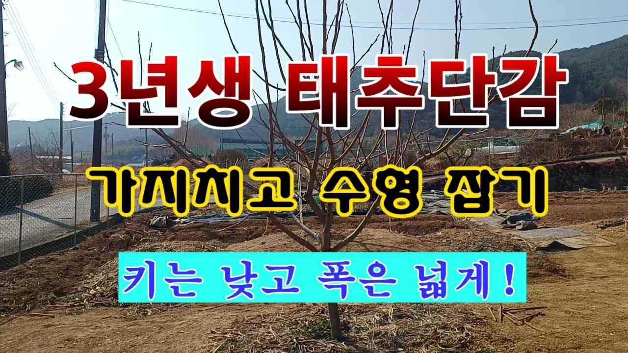 [텃밭농부 2,148]  3년생 어린 태추단감나무. 가지 치고 수형잡는 방법! #단감재배 #태추단감