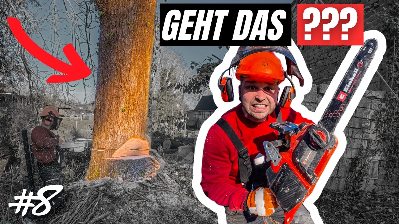 Riesen ESCHE mit Akku Kettensäge fällen?🤯