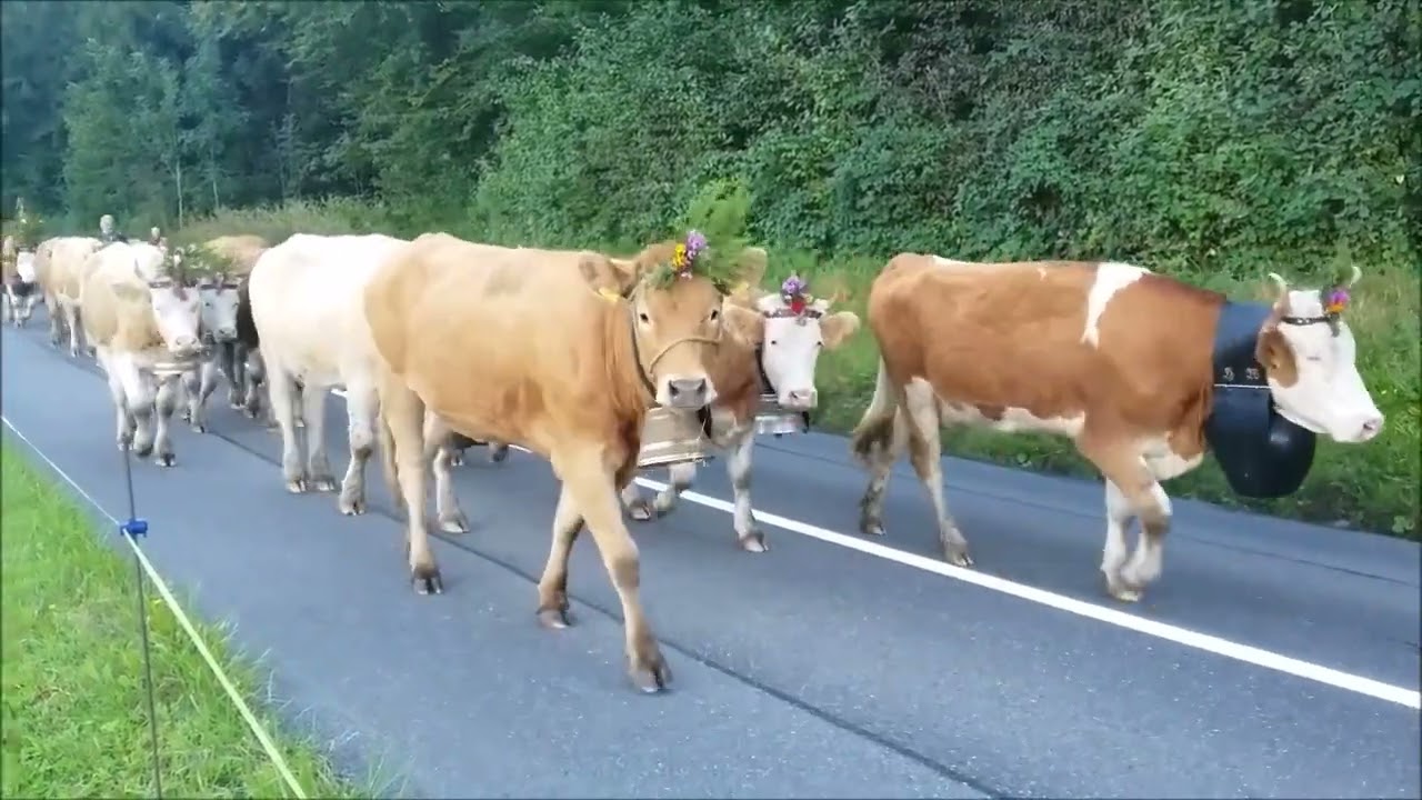 #Alpabzug #Almabtrieb #Aeschi bei #Spiez #Horncows #Swisscows  #Treicheln #Berneroberland