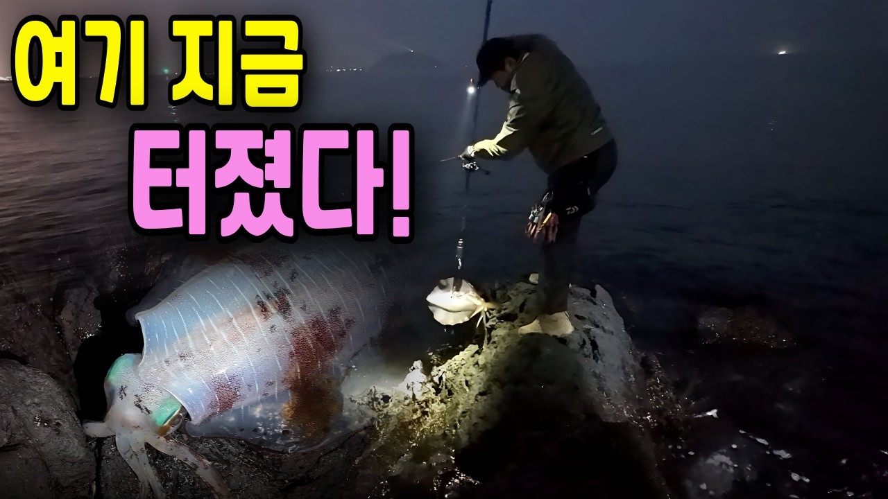 제주 무늬오징어 미쳤다&hellip; 여기 왜 이렇게 터지냐