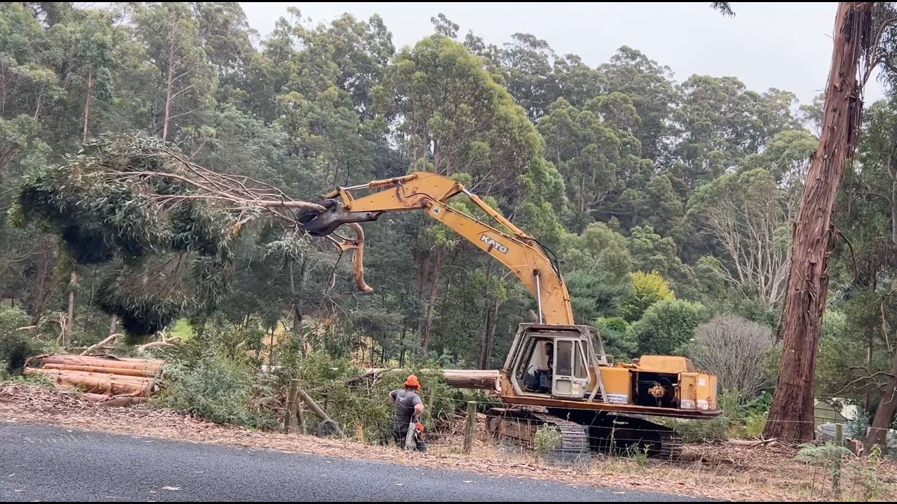 Excavator taking down & moving trees | Tasmania