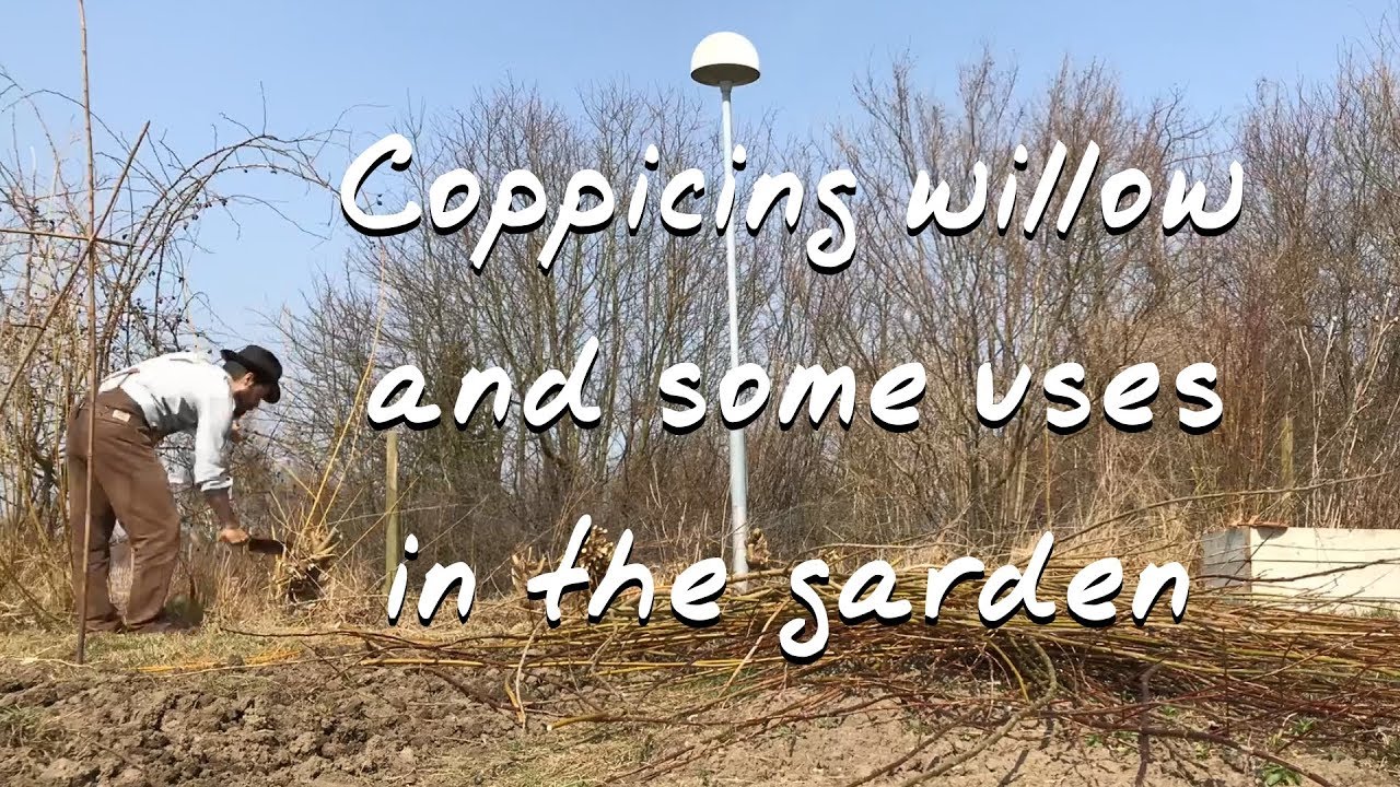 Coppicing willow and some uses in the garden
