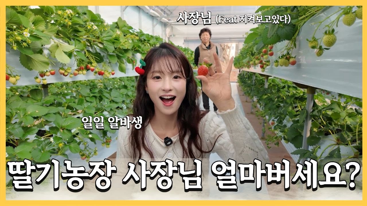 딸기농장 사장님 얼마버세요?