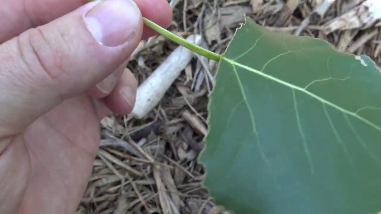 Identifying eastern cottonwood