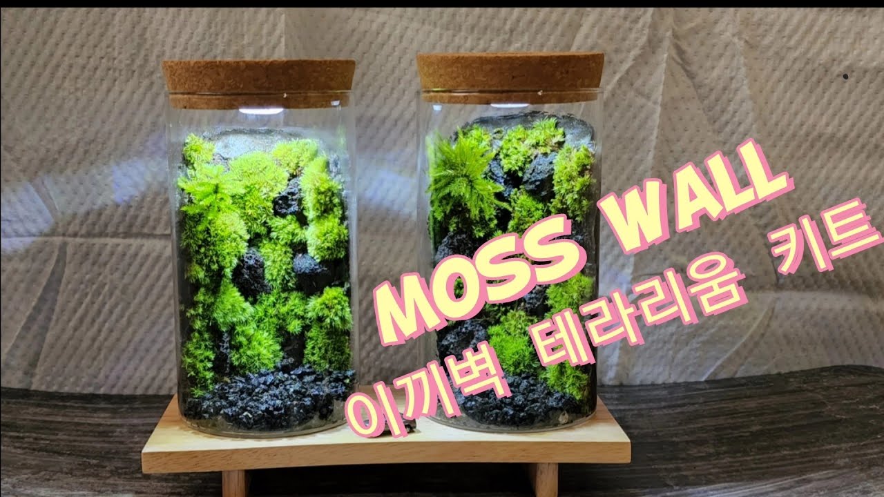 이끼벽 테라리움 만들기 Moss wall Terrarium kit