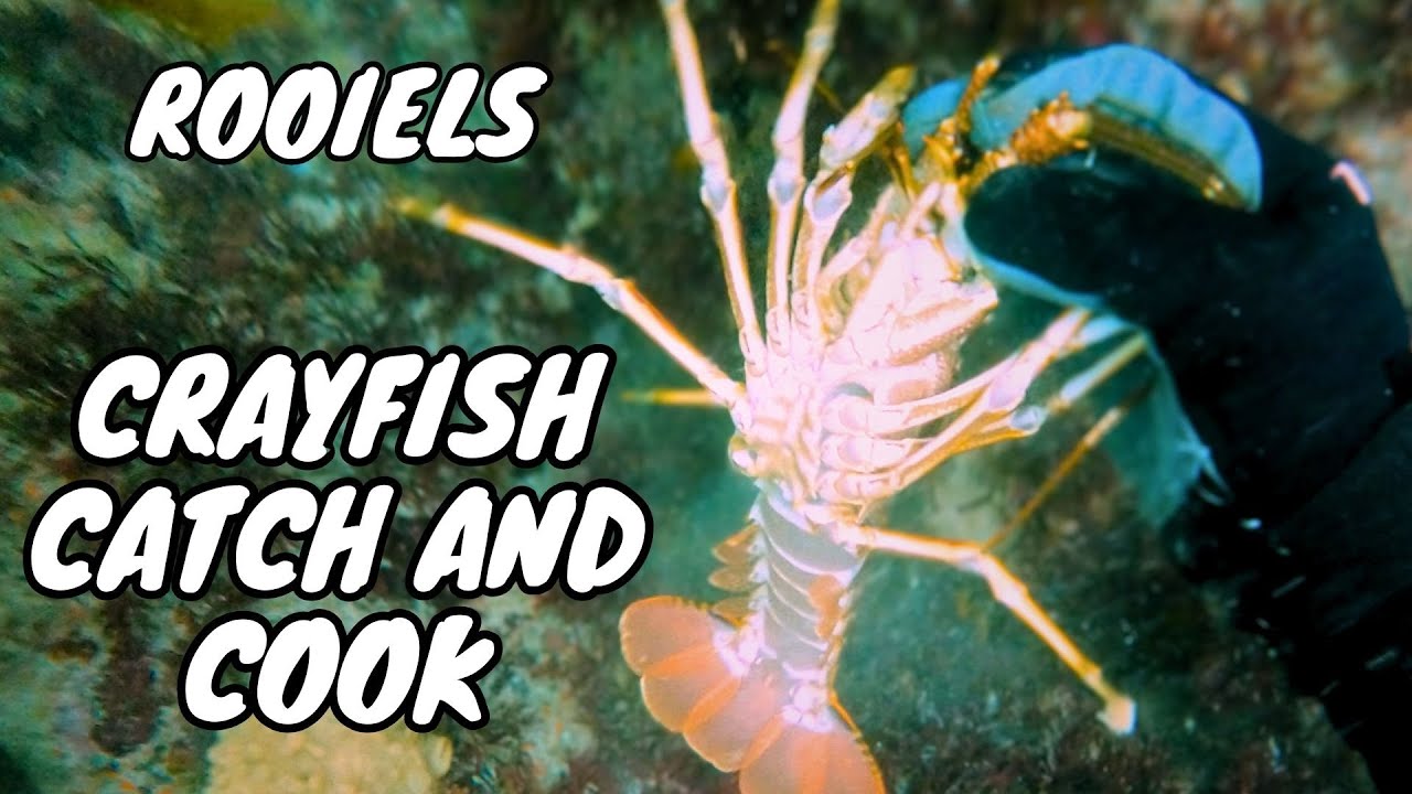 CRAYFISH Diving at my Favorite Spot - Rooiels, Western Cape