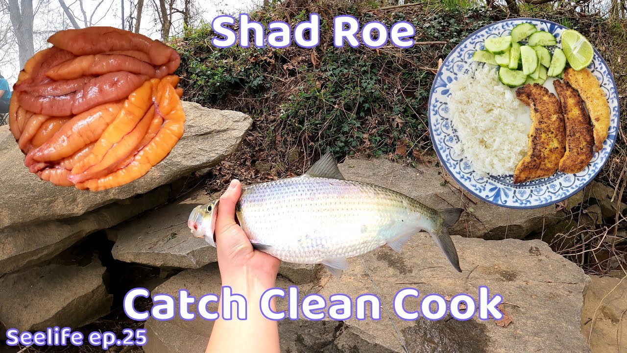 Eating Fresh Water Shad Roe? James River Shad Run | Catch Clean Cook