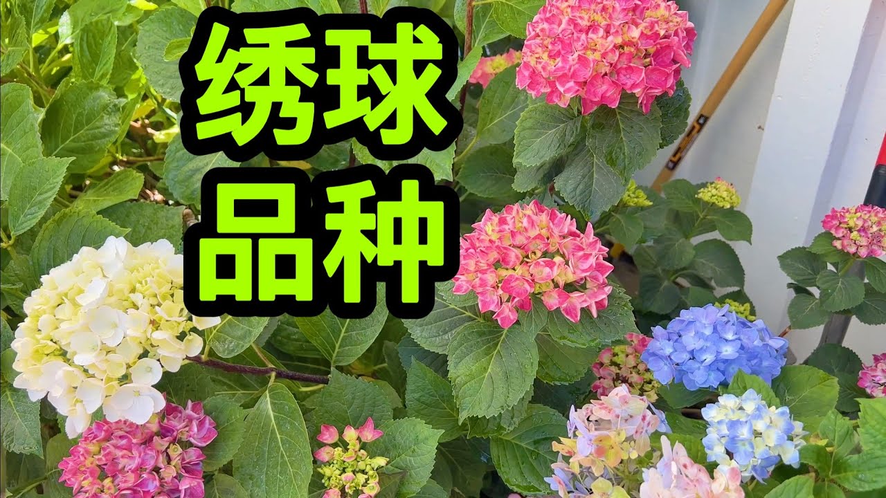 园艺篇437 老何家的绣球品种都是啥？