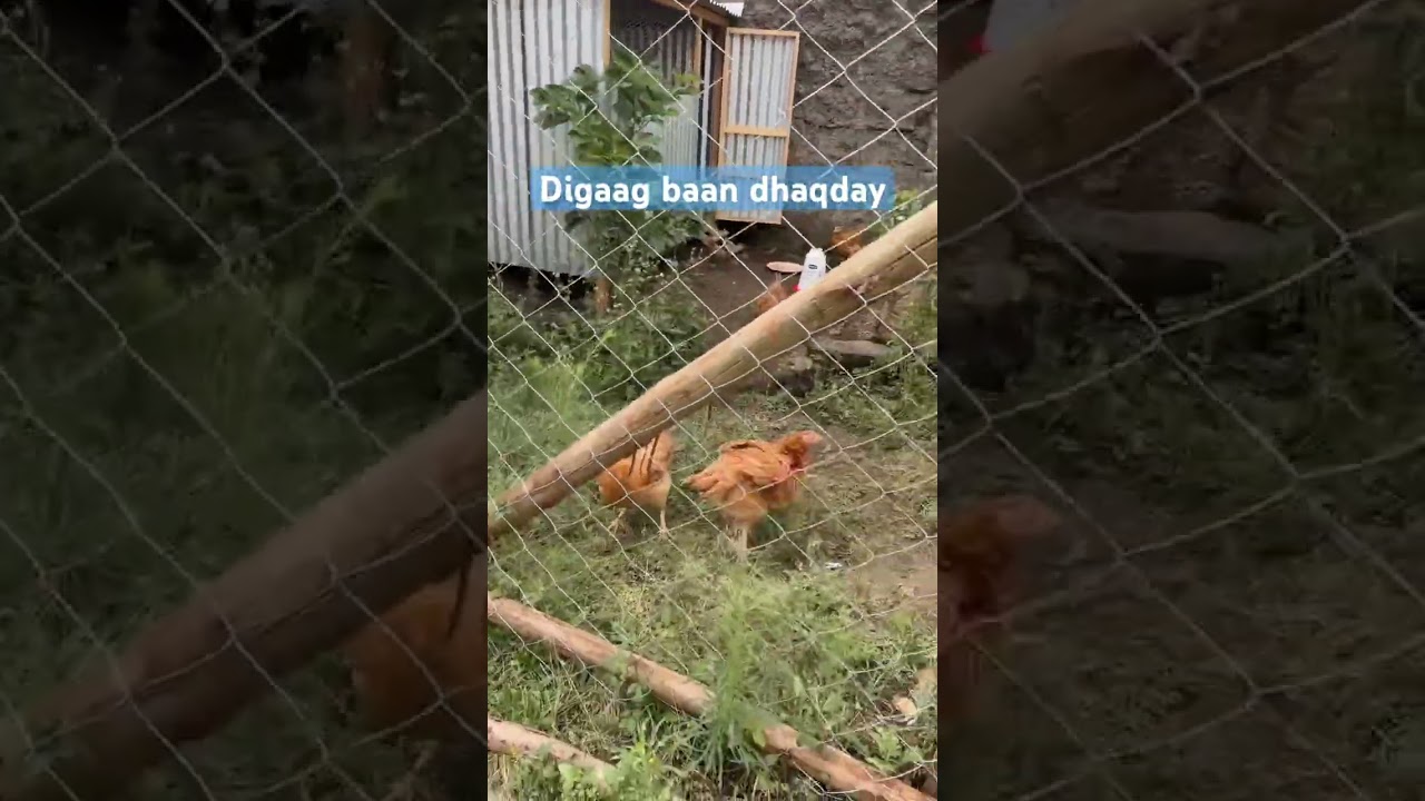 Digaag baan dhaqday👌