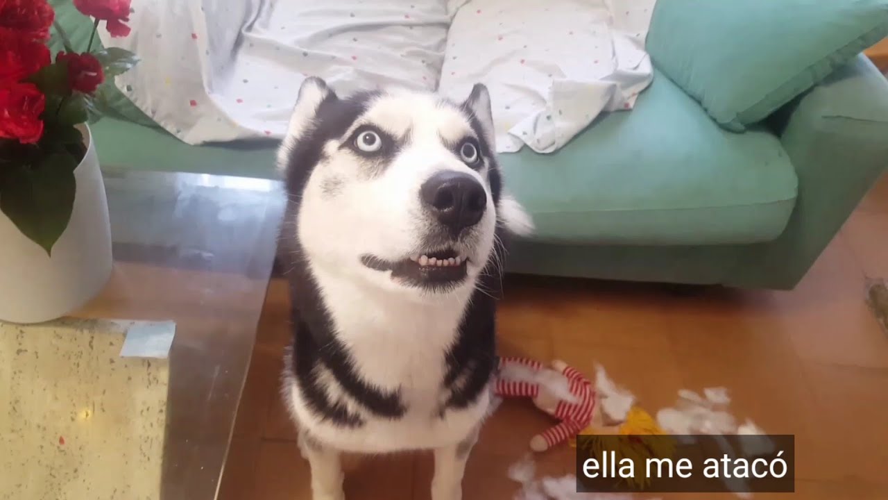La VENGANZA y REVANCHA de Max || Max the husky